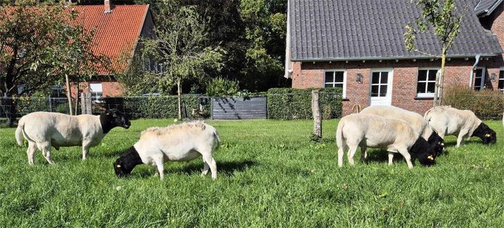 Dorper rammen ARR/ARR Maedi vrij, Dieren en Toebehoren, Schapen, Geiten en Varkens, Schaap, Mannelijk