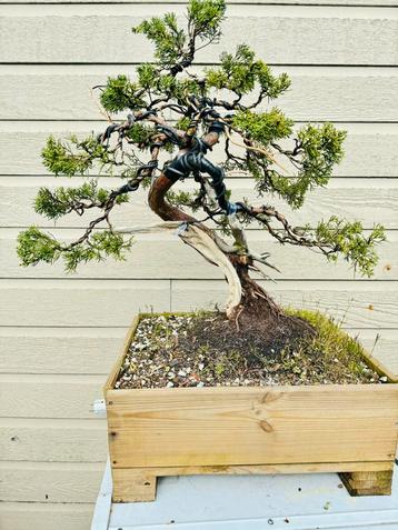 Bonsai Yamadori Juniperus Sabina 