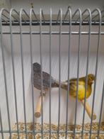 Fyfe fancy, Dieren en Toebehoren, Meerdere dieren, Postuurkanarie