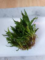 Javavaren, Dieren en Toebehoren, Ophalen, Plant(en), Steen of Hout