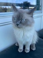Ragdoll poes 4 jaar oud, Poes
