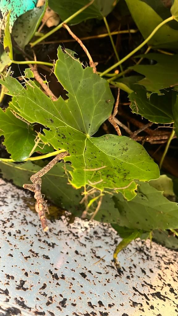 Wandelende takken - gratis, Dieren en Toebehoren, Insecten en Spinnen, Wandelende tak