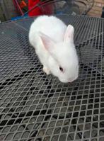 Lief vrouwtjes konijn 8 weken oud, Dieren en Toebehoren, Konijnen, Vrouwelijk