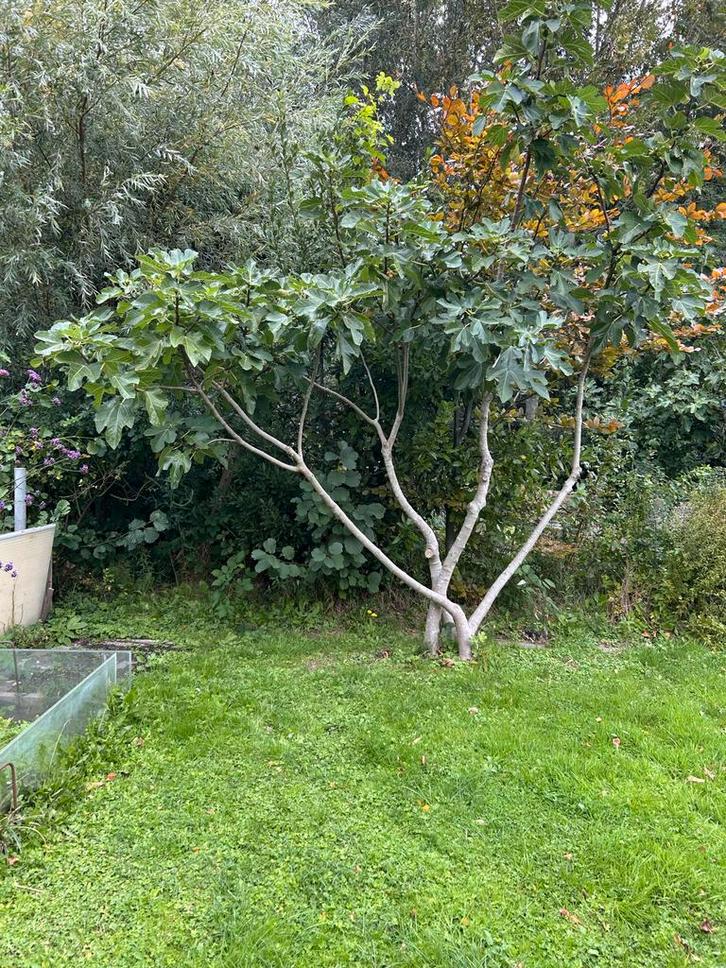 Vijgenboom - Geschikt voor grote tuin/volkstuin, Tuin en Terras, Planten | Bomen, Overige soorten, 100 tot 250 cm, Volle zon, Bloeit niet