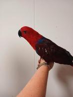 Tamme edelpapagaai pop, Vrouwelijk, Dwergpapegaai of Agapornis