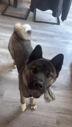 Amerikaanse Akita teef, Dieren en Toebehoren, België, Particulier, Rabiës (hondsdolheid), 1 tot 2 jaar
