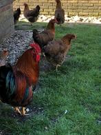 Welsumer Welsumers hennen, Dieren en Toebehoren, Pluimvee, Vrouwelijk, Kip