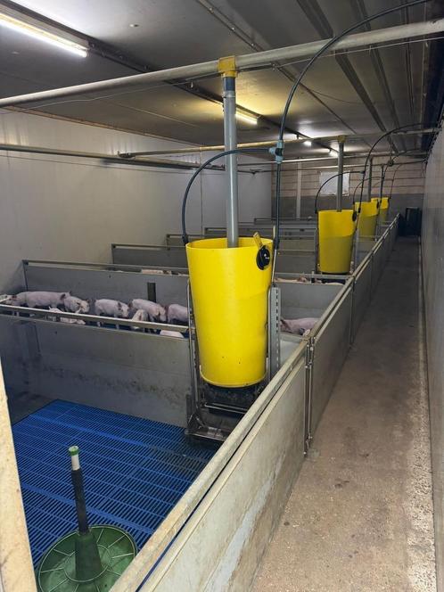 Biggen hokken [432], Dieren en Toebehoren, Stalling en Weidegang