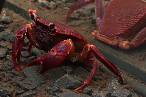 Matano purple | onderwaterkrab, Dieren en Toebehoren, Vissen | Aquariumvissen, Vis