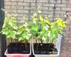 DRUIVENPLANTEN, DRUIVEN PLANTEN, Blauwe DRUIVEN, Minder dan 100 cm, Lente, Overige soorten, Volle zon