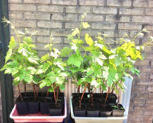 DRUIVENPLANTEN, DRUIVEN PLANTEN, Blauwe DRUIVEN, Tuin en Terras, Planten | Fruitbomen, Overige soorten, Minder dan 100 cm, Volle zon