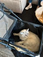 Honden buggy, Dieren en Toebehoren, Ophalen, Zo goed als nieuw