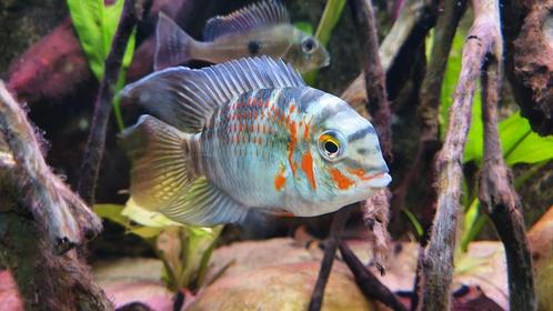 Zuid Amerikaanse Cichliden: Krobia xinguensis, Dieren en Toebehoren, Vissen | Aquariumvissen, Zoetwatervis, Vis