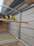 Te koop, Dieren en Toebehoren, Meerdere dieren, Parkiet