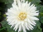 Verschillende dahliaplanten, biologisch geteeld, Ophalen, Volle zon, Groenteplanten, Eenjarig