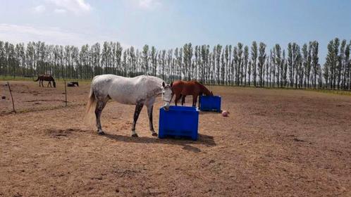 Vanaf 1 juli komt er 1 plek vrij bij ons, Dieren en Toebehoren, Stalling en Weidegang
