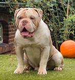Bullforce Old English Bulldog pup lilac tri 2250, Nederland, Parvo, 8 tot 15 weken, Bulldog