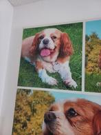Gezocht: Cavalier King Charles Spaniel pup (Blenheim teefje), Dieren en Toebehoren, Honden | Retrievers, Spaniëls en Waterhonden