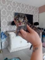 Kitten, Dieren en Toebehoren