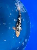 Ginrin black aragoke, Dieren en Toebehoren, Vissen | Vijvervissen, Karper of Koi