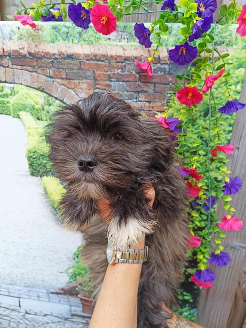 Boomer pup, Dieren en Toebehoren, Honden | Chihuahua's en Gezelschapshonden, Meerdere dieren, Overige rassen, Particulier, Meerdere