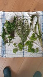 Mooie aquariumplanten, Ophalen of Verzenden, Nieuw, Plant(en), Steen of Hout