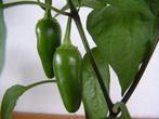 Jalepeno hete peper stekje, Tuin en Terras, Planten | Tuinplanten, Zomer, Ophalen of Verzenden, Groenteplanten, Eenjarig