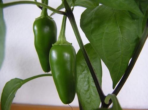 Jalepeno hete peper stekje, Tuin en Terras, Planten | Tuinplanten, Eenjarig, Groenteplanten, Volle zon, Zomer, Ophalen of Verzenden