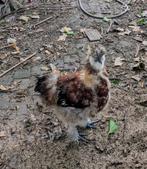 Mooie jonge zijdehoen haan, 5 mnd oud, Dieren en Toebehoren, Mannelijk, Kip