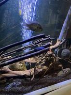 Aquael aquarium 240 liter compleet, Dieren en Toebehoren, Ophalen, Zo goed als nieuw, Gevuld zoetwateraquarium