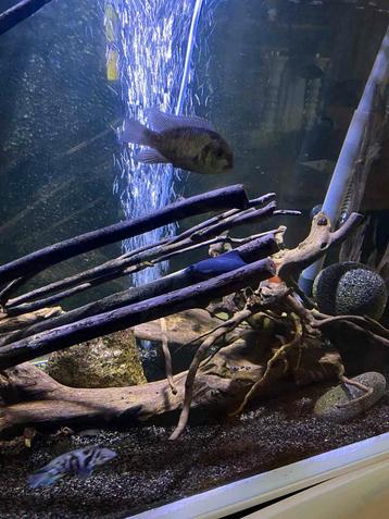 Aquael aquarium 240 liter compleet beschikbaar voor biedingen