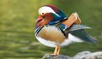 Beschikbaar manderijneenden, Dieren en Toebehoren, Pluimvee, Meerdere dieren, Eend