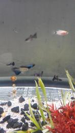 Blue moscow guppen groep +- 120 stuks, Vis, Zoetwatervis, Schoolvis