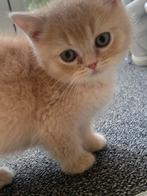 Britse korthaar kittens Goldend, Geslacht onbekend