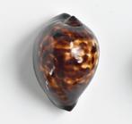 Schelpen: Cypraea decipiens 49mm (F+++) - Australië, Verzamelen, Mineralen en Fossielen, Ophalen of Verzenden, Schelp(en)