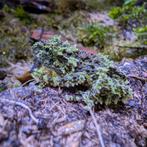 Moskikkers (Theloderma Corticale), Dieren en Toebehoren, Amfibie, 0 tot 2 jaar