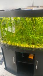 Vallisneria stekken, Dieren en Toebehoren, Vissen | Aquaria en Toebehoren, Ophalen of Verzenden, Zo goed als nieuw, Plant(en), Steen of Hout