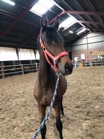 Lieve Merrie Ulympia, Dieren en Toebehoren, Paarden, Merrie, Met stamboom, Minder dan 160 cm, Dressuurpaard