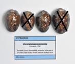 Schelpen: Cypraea caputserpentis 23,8-30,5mm Australië 2024, Verzamelen, Mineralen en Fossielen, Ophalen of Verzenden, Schelp(en)