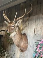 Sika hert opgezet hert gewei preparaat taxidermie, Ophalen, Zo goed als nieuw, Hert, Gewei of Kop