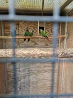 Pyrrhura lepida, Dieren en Toebehoren, Vogels | Parkieten en Papegaaien, Meerdere dieren, Parkiet, Geringd