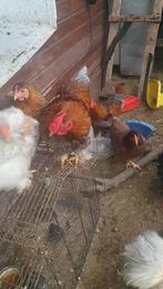 Haan kriel, Mannelijk, Kip