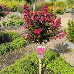 Lagerstroemia of Indische sering op stam hoogte 80 cm, Ophalen of Verzenden, Zomer, In pot