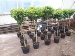 Portugese laurier bol op stam (Prunus lus. Angustifolia), Ophalen, Zomer, Vaste plant, Overige soorten