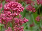 'CoccineusCentranthus ruber rode valeriaan in P 9 en P11 pot, Tuin en Terras, Planten | Tuinplanten, Zomer, Vaste plant, Overige soorten