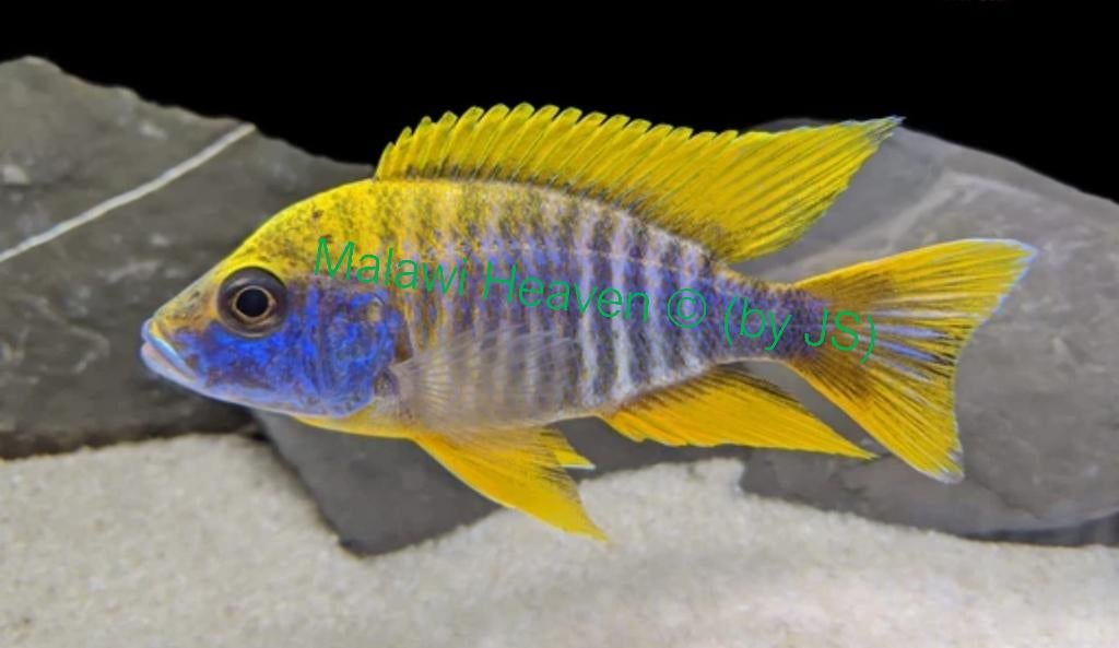 Aulonocara Jacobfreibergi Malawi Cichliden, Vis, Zoetwatervis, Schoolvis