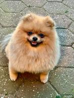 2 Pomeriaantjes , orange sable, Keeshond, CDV (hondenziekte), Teef, Meerdere