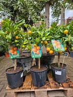 Sinaasappel / kumquat / limoen boompje €35, Ophalen, Minder dan 100 cm, Zomer
