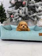 Exclusieve Maltipoo F2 pup (Asian toy Poedel / Maltipoo F1), Particulier, Rabiës (hondsdolheid), Overige rassen, 8 tot 15 weken
