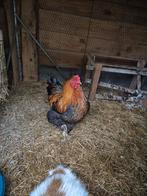 Te koop 3 mooie rustige brahma hanen, Mannelijk, Kip